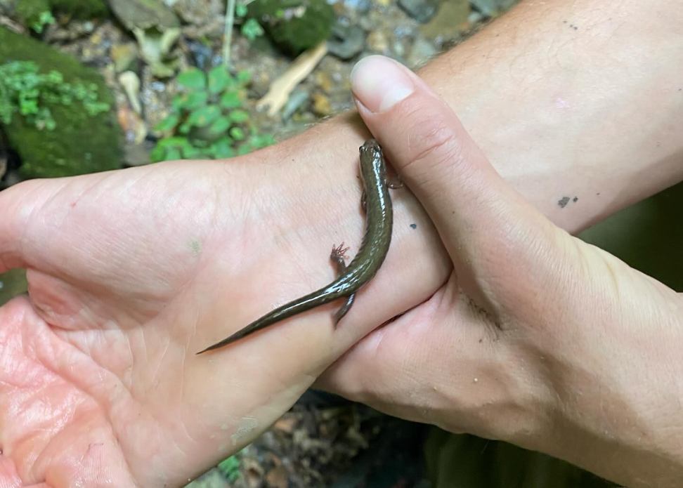 Bio Assessment Macroinvertebrate course