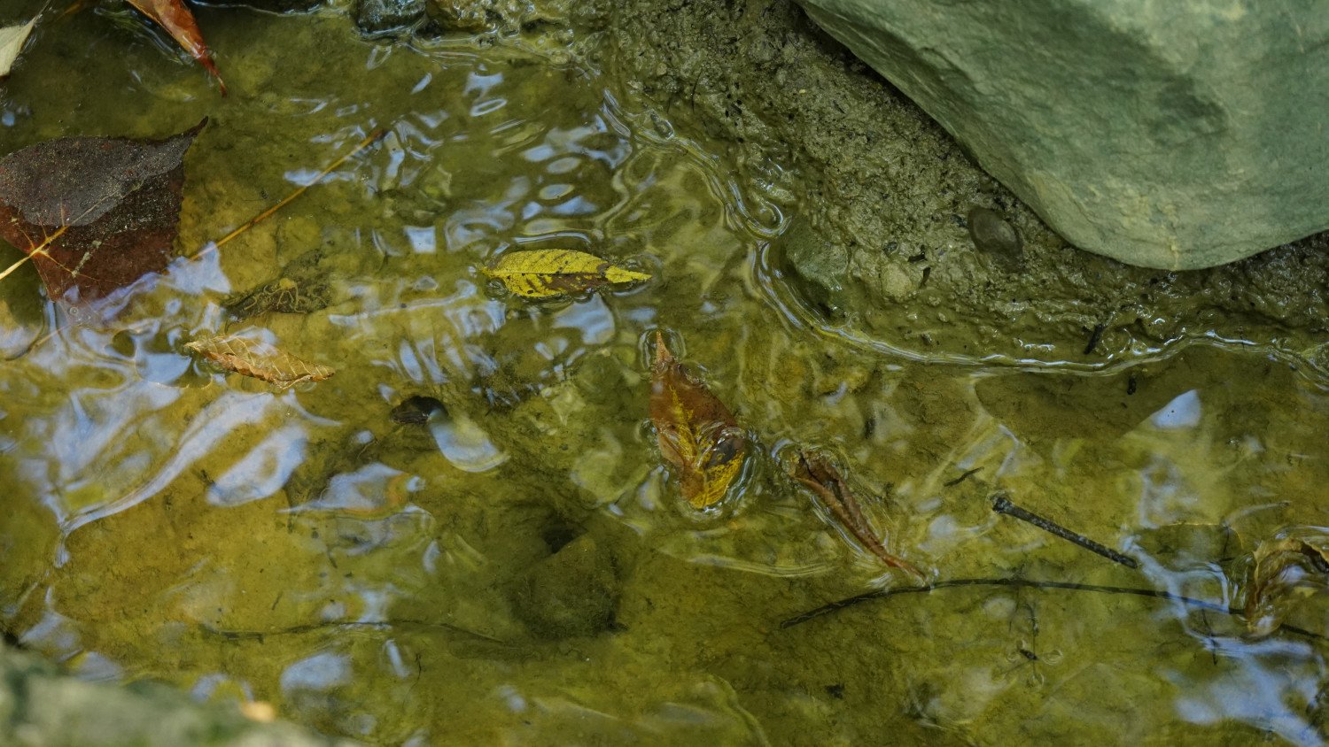 Stream Monitoring Using Aquatic Insects