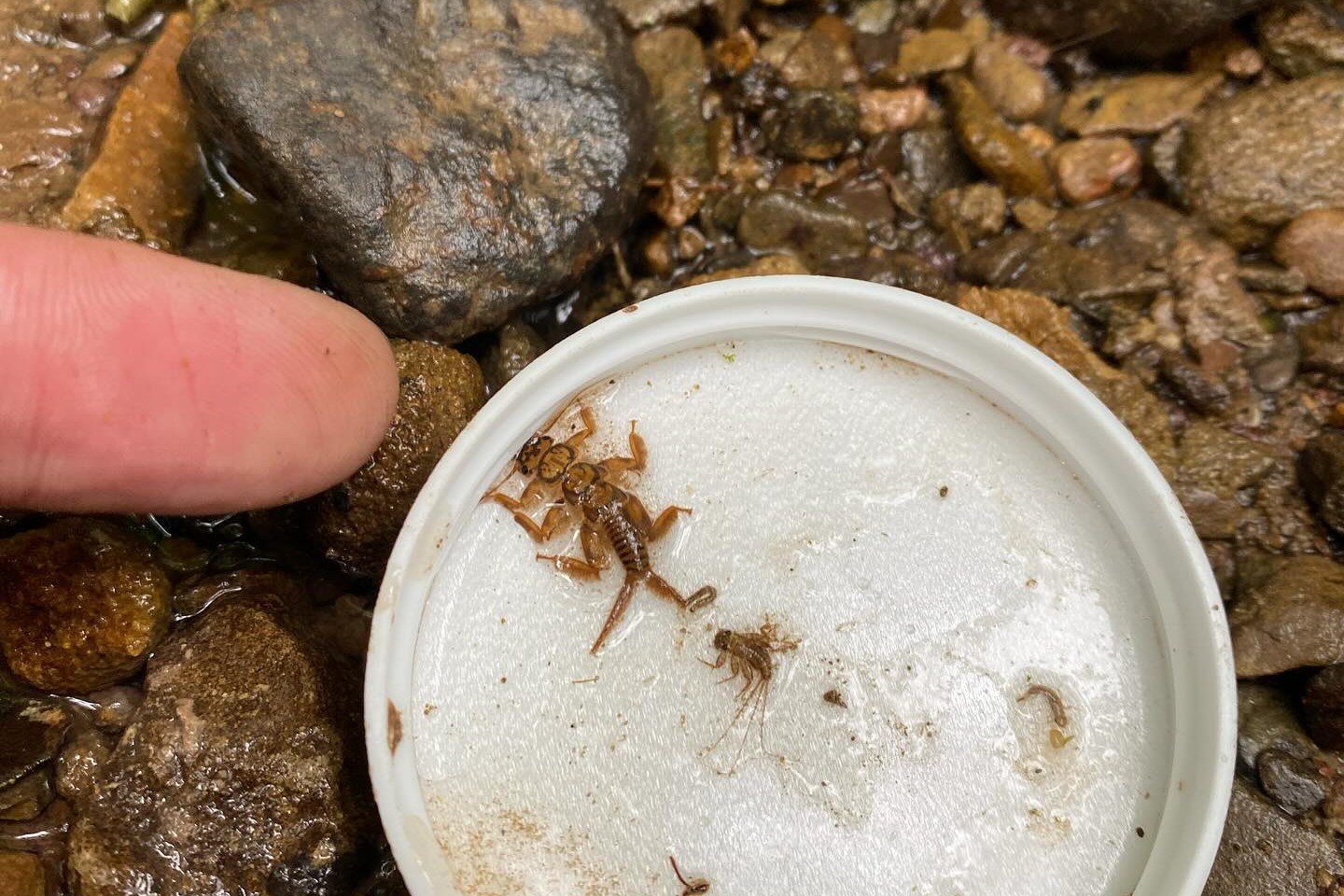 Level 3 Bioassessment: Macroinvertebrates