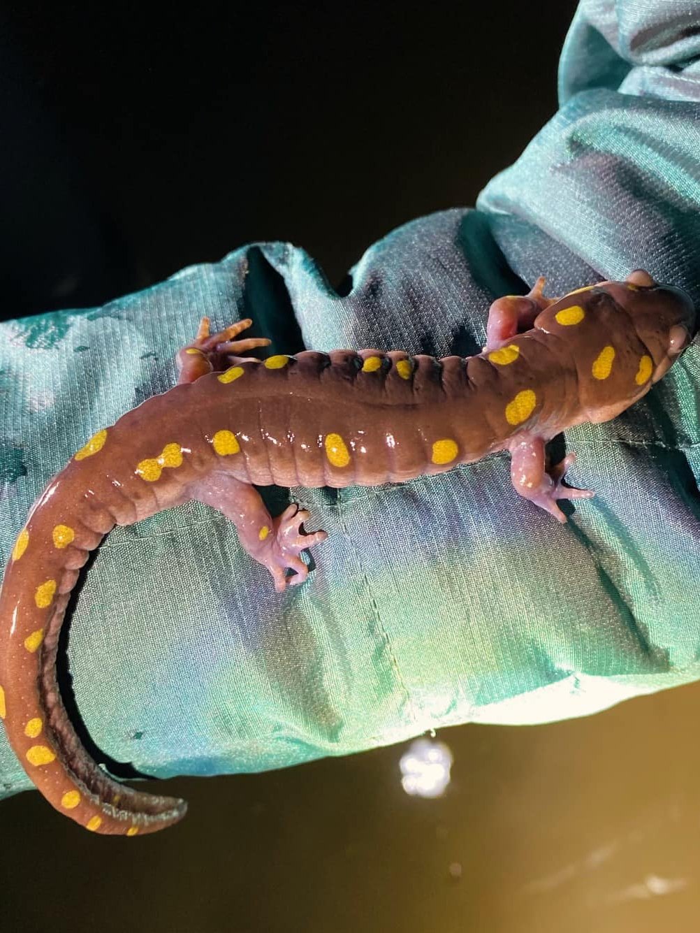 Salamander