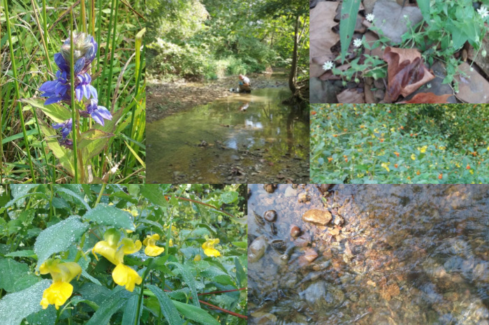 multiple images of flowers