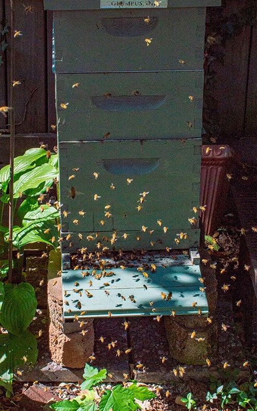 Bees flying around a hive