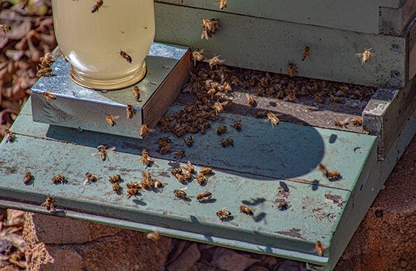 A hive entrance with a feeder in place