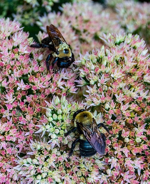 two bees on a flower