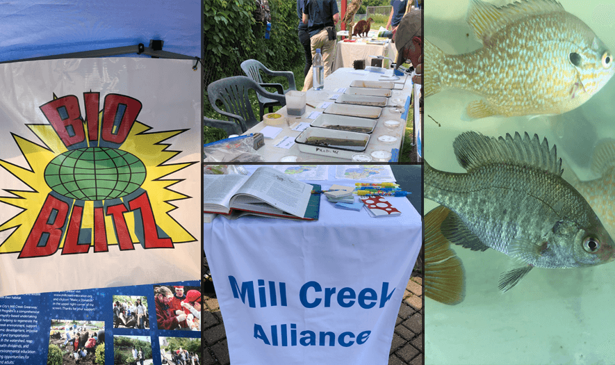 collage of images from the bioblitz on the mill creek