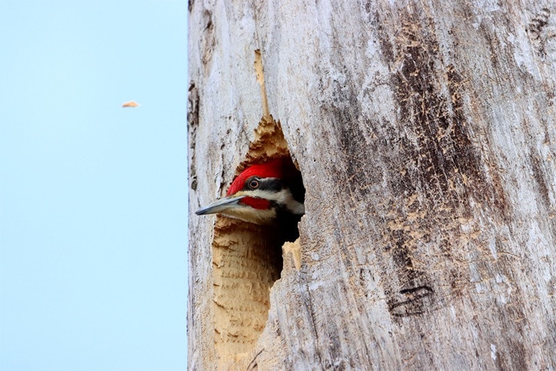 woodpecker in a hole in a tree trunk