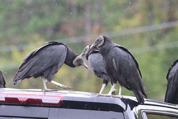 vultures on a car