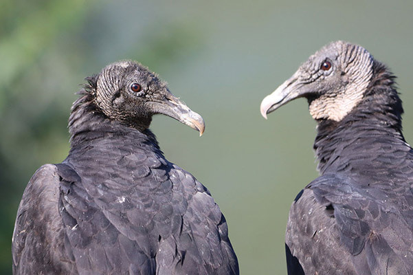 two vultures