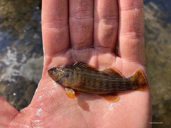 A large, male Bluebreast Darter (Etheostoma camarum)