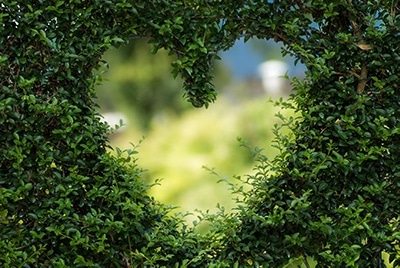 heart shaped cutout in a bush