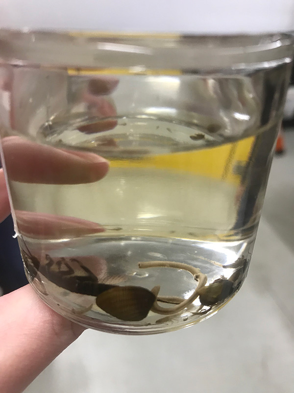 specimen jar with a dragonfly larvae 