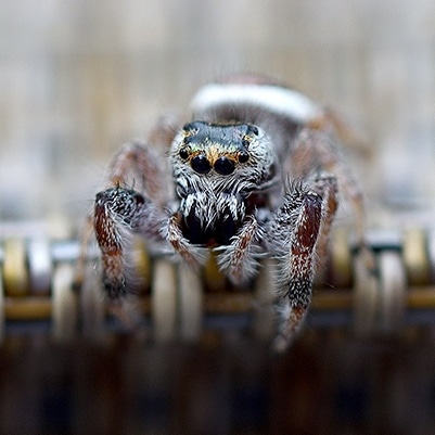 Emerald Jumping Spider