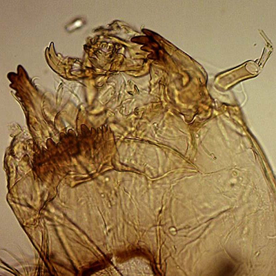 zoomed in view of a midge