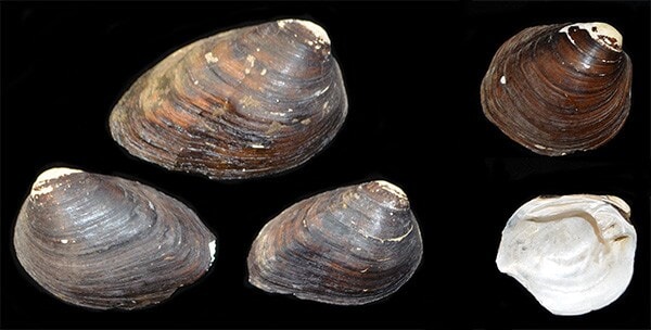 whole or half shells of the federally endangered clubshell mussel (Pluerobema clava; left) and rough pigtoe (Pleurobema plenum; right), a species extirpated from Ohio