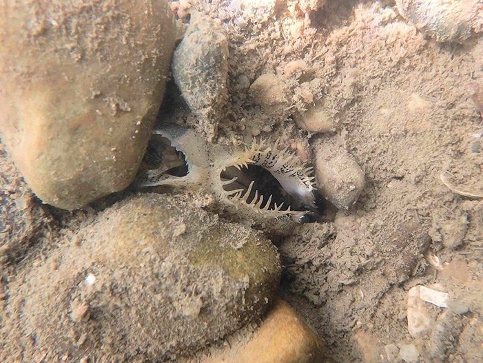 A mussel, well-hidden among rocks and under sediment