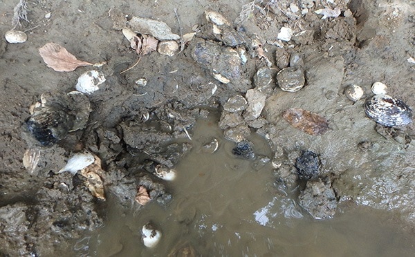 A large deposit of exposed shells embedded in the Scioto River clay bank. 