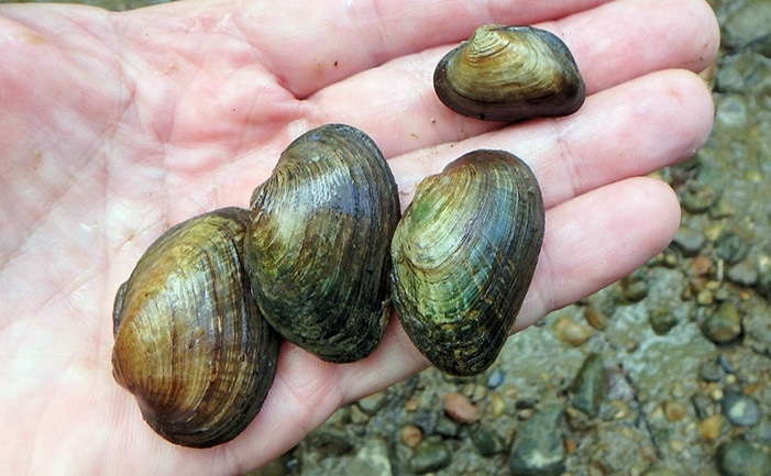 four adult slippershells 
