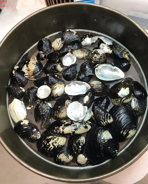 a small portion of cleaned shells from the Scioto River collection