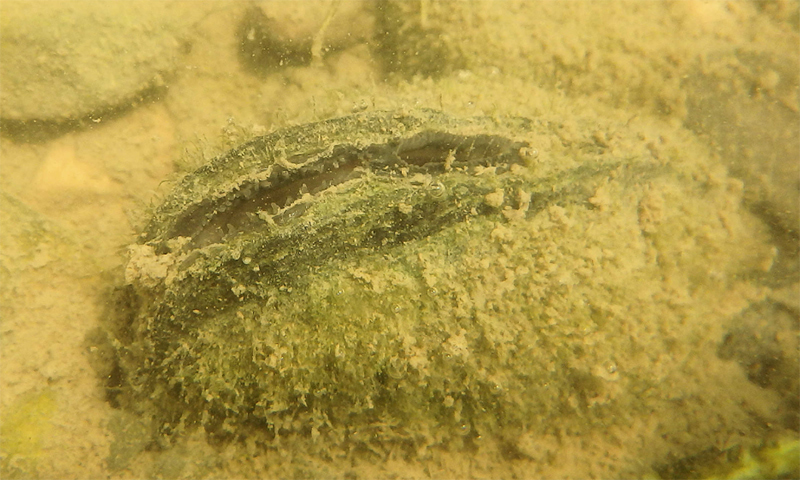 freshwater mussel underwater