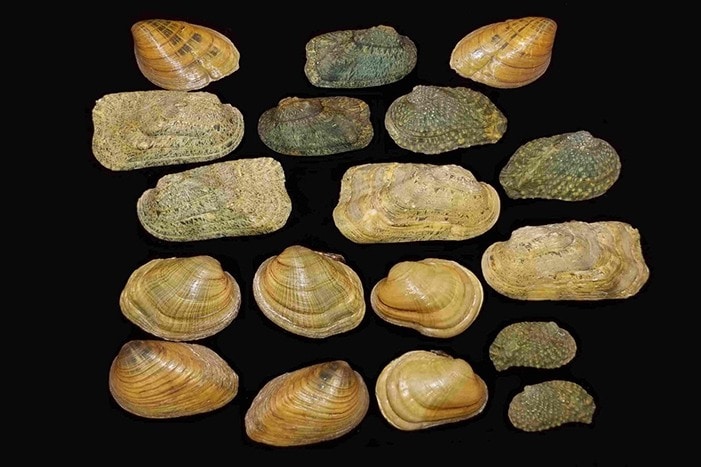 freshwater mussels