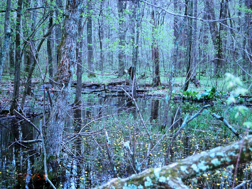 view of a vernal pool