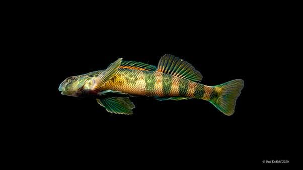 A male Greenside Darter (Etheostoma blennioides) captured in mid-January, presenting spawning colors.