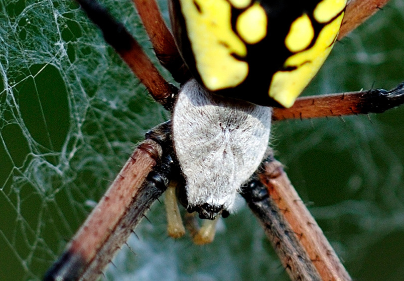 close up of a spider