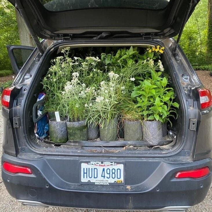 car trunk full of plants