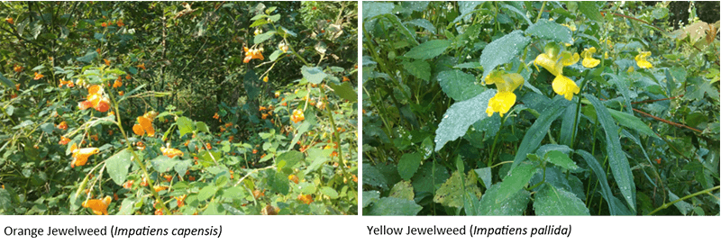 Orange (left) and yellow(right) jewelweed