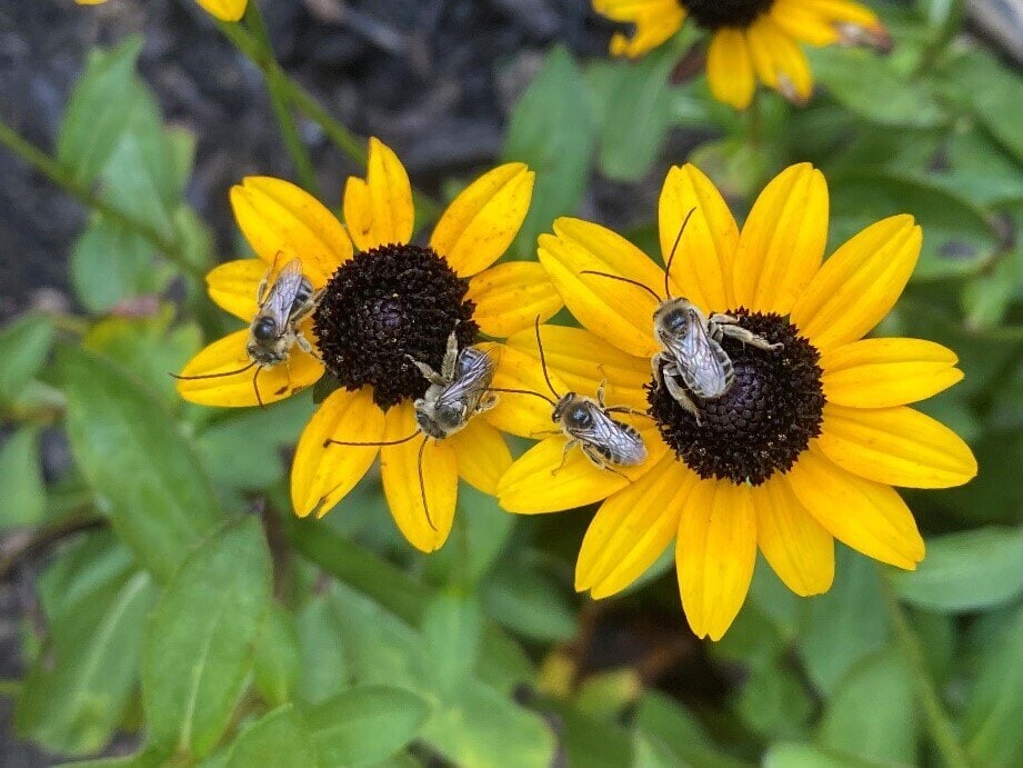 insects on a flower