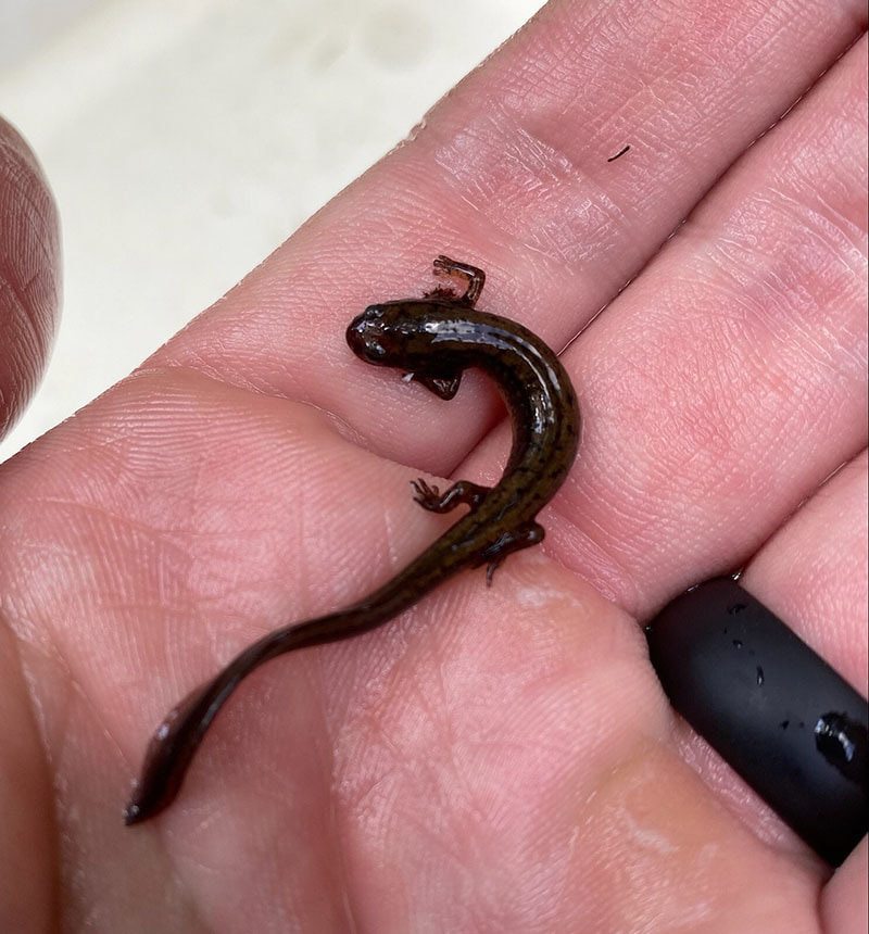 a Long-tailed salamander