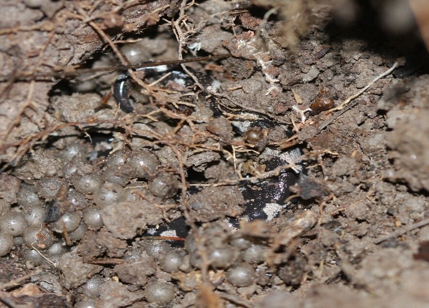 Marbled Salamander Female and Eggs