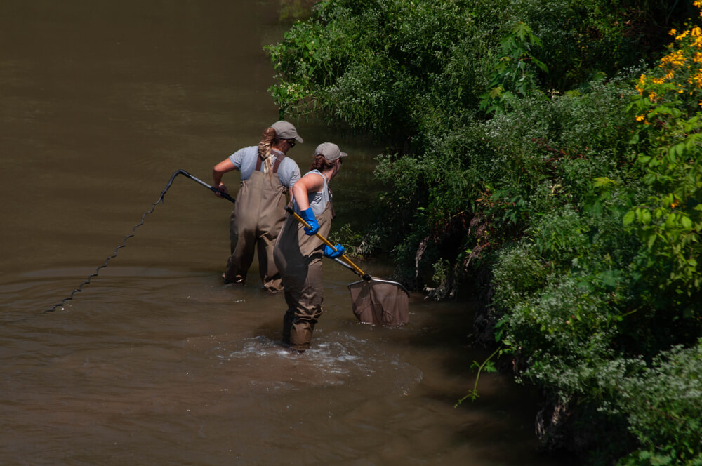 Fish Sampling