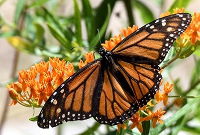 Monarch Butterfly