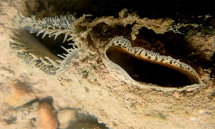 a mussel siphoning water.