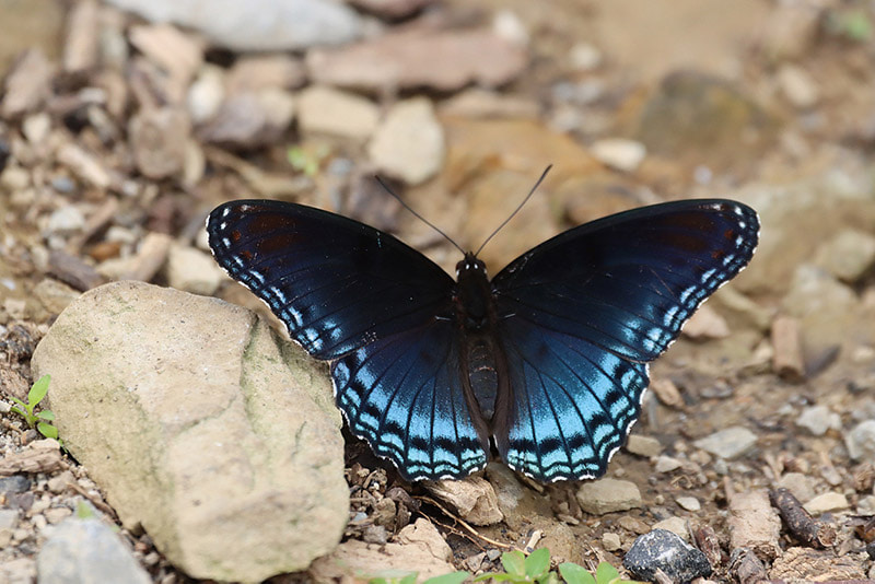 butterfly sitting on a rock