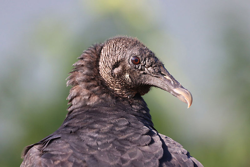 Black Vulture profile
