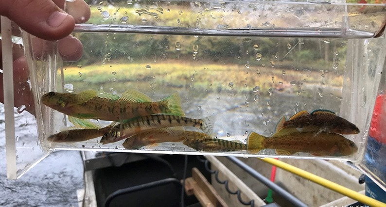 darters in a container