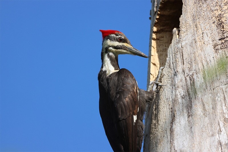 pileated woodpecker on a tree