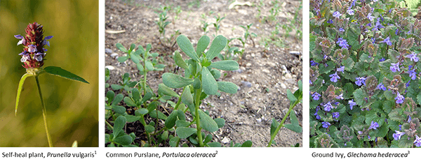self heal plant(left), common purslane (center), ground ivy (right)