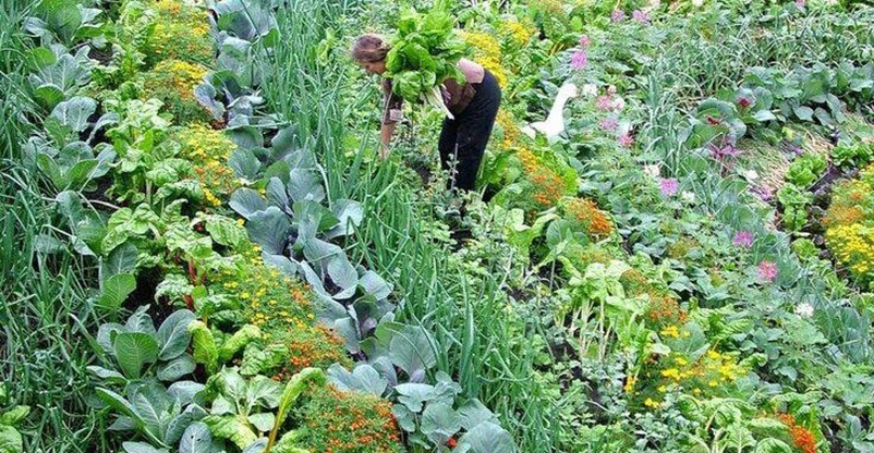 woman working in garder