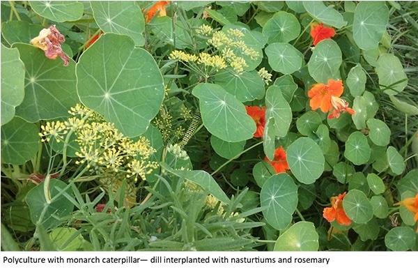 polyculture with monarch caterpillar