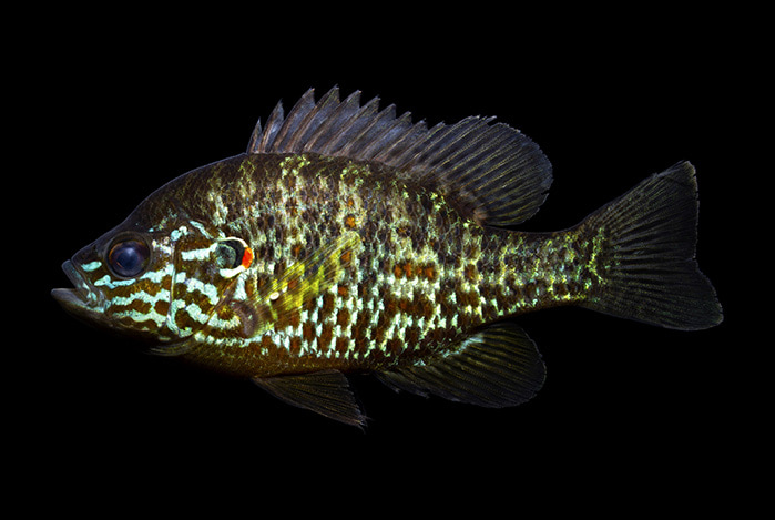 pumpkinseed sunfish