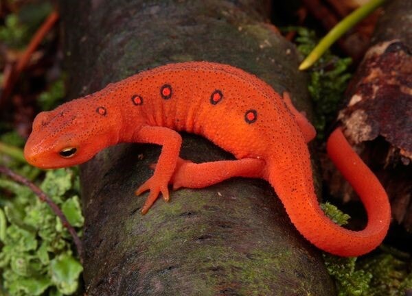 a Red Eft