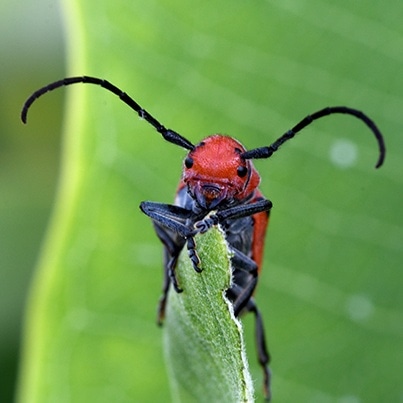 Red Milkweed Beetle