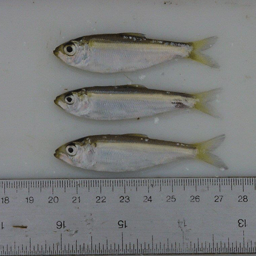 river herring