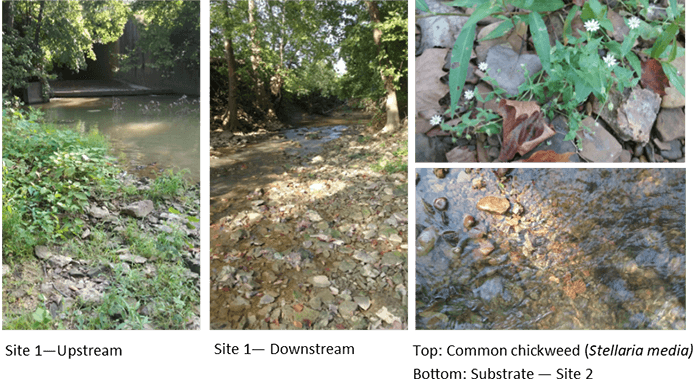 upstream (left), downstream (center), common chickweed(right)