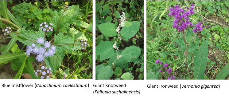 blue mistflower (left), giant knotweed (center), and giant ironweed(right)