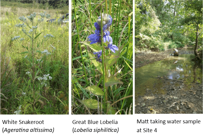 white snakeroot(left), great blue lobelia(center), taking a water sample(right)