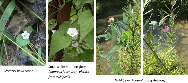 mystery flower(left), white morning glory(center), wild bean(right)
